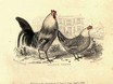 couple de Bolton Greys, L.A Meall 1854