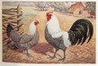 poule de Westphalie, Blancke-Zander