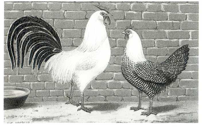 Het * Hollandsch Hoen * zilverpel ( coq et poule hollandaises argentées ),Ornithophilia 1884-1894