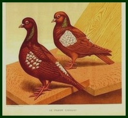  Pigeons Carneaux , Chasse et Pêche 1891