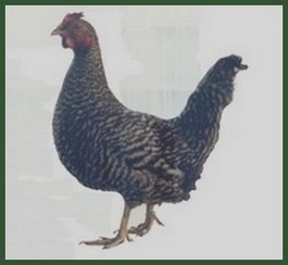 poule Coucou de Flandre , MHN Lille