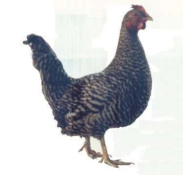 poule coucou de Flandre (A.Detroy,muse d'Histoire naturelle de Lille)